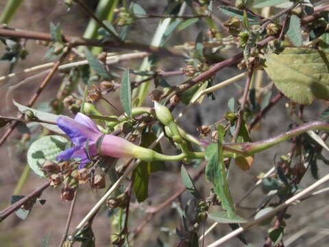 Image of Ipomoea parasitica (Kunth) G. Don