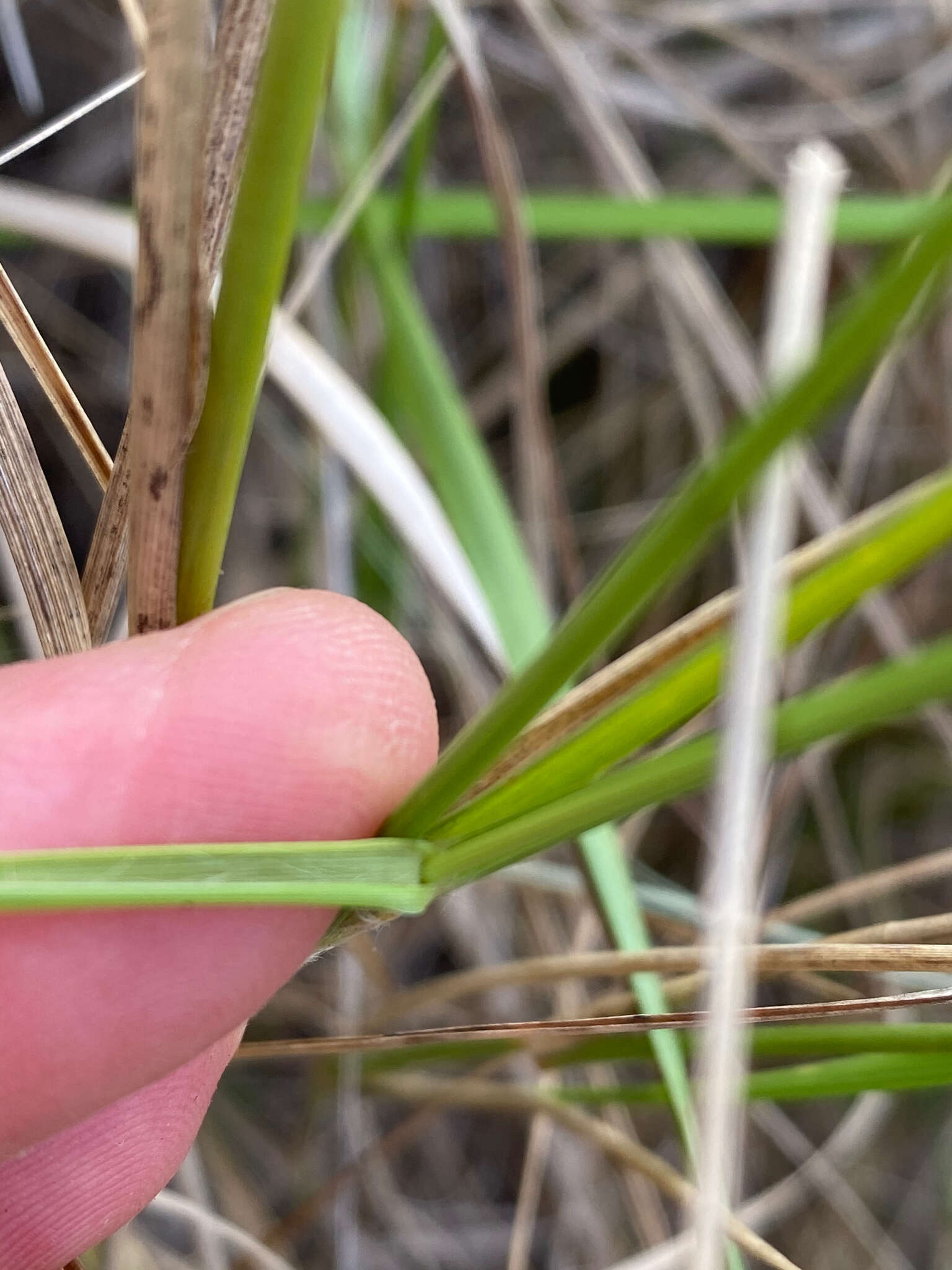 Image de Aristida rufescens Steud.