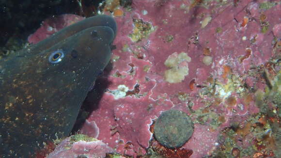 Image of California moray