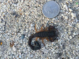 Image of Florida Bark Scorpion