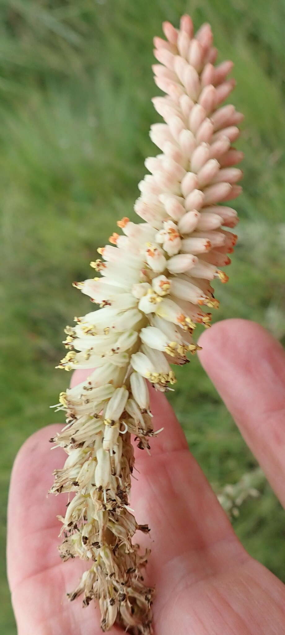 Image of Kniphofia buchananii Baker