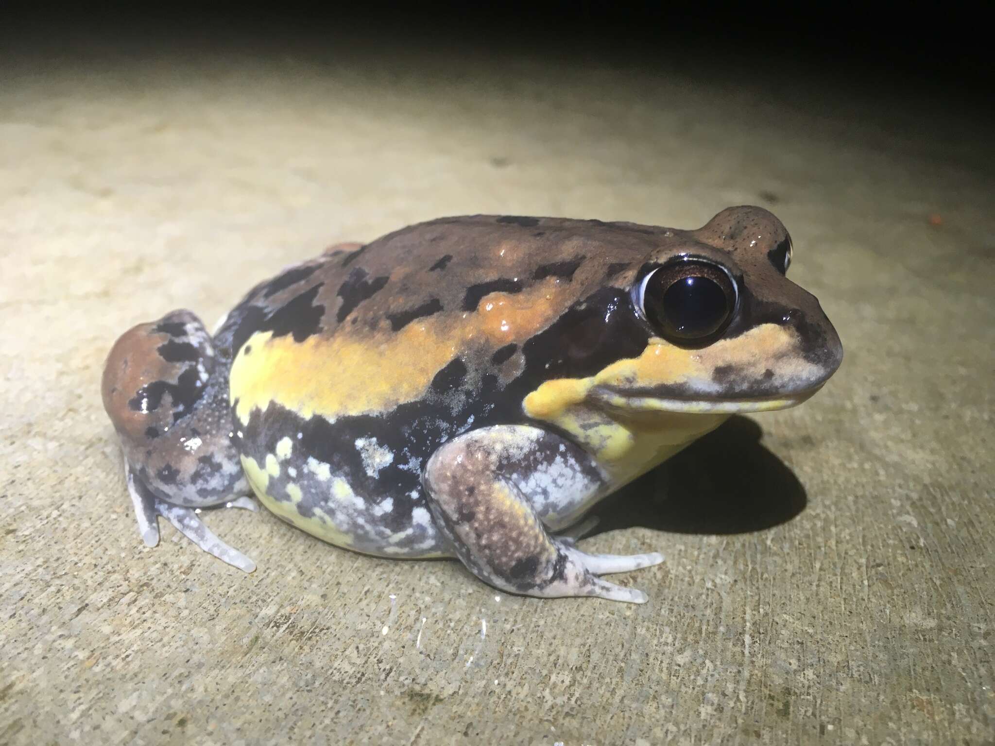 Image of Giant Banjo Frog