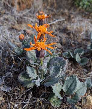 Image of flame ragwort