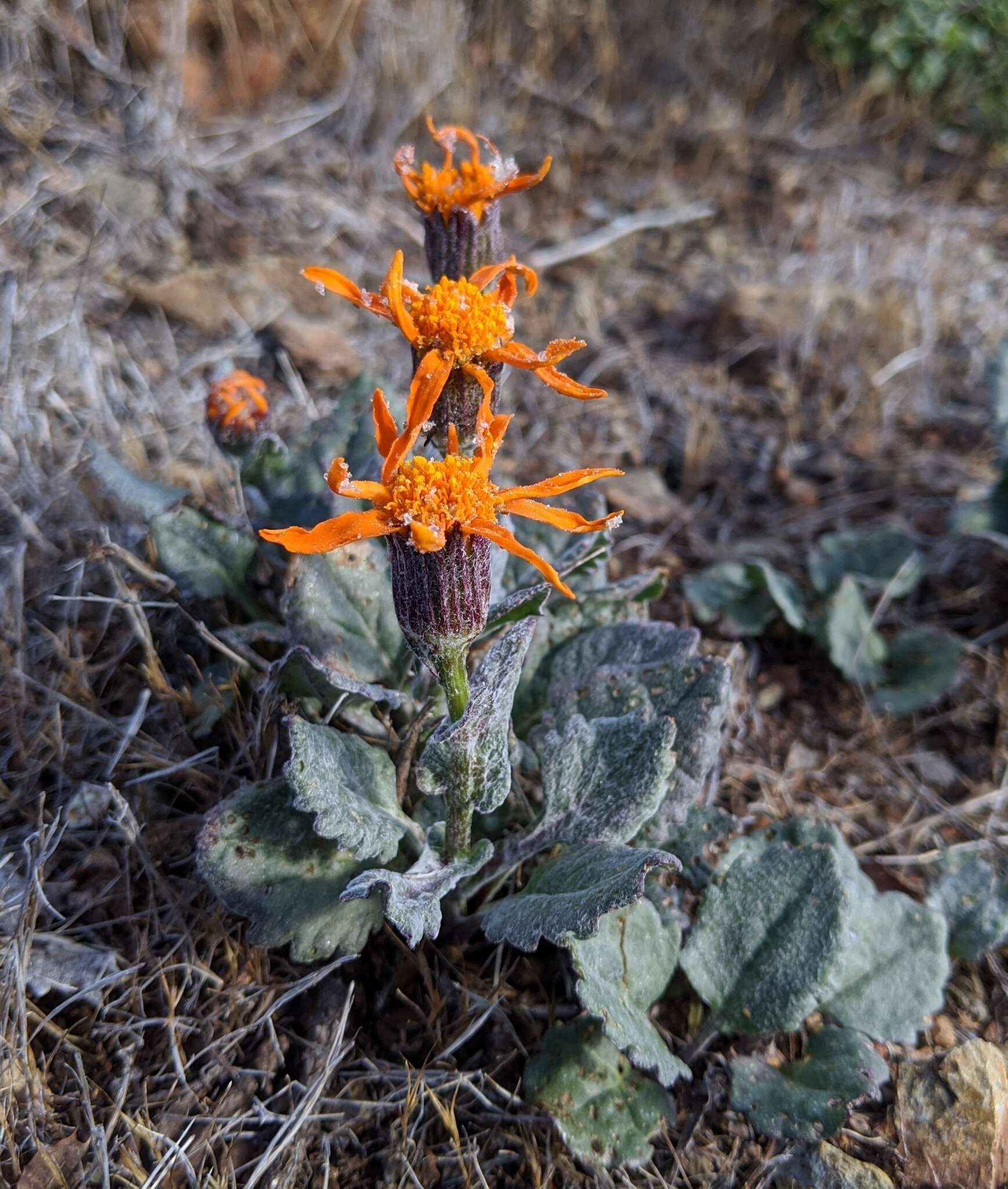 Image of flame ragwort