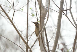 Image of Moustached Woodcreeper