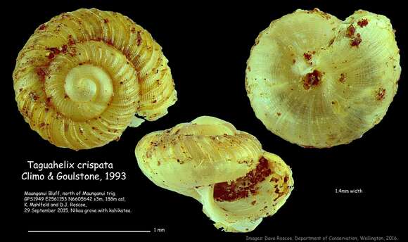 صورة Taguahelix crispata Climo & Goulstone 1993