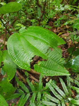 Image of Miconia purpureoviolacea