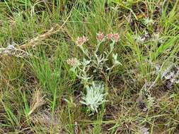 Image de Helichrysum spiralepis Hilliard & Burtt