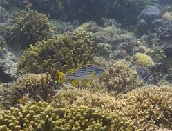 Image of Diagonal banded sweetlips