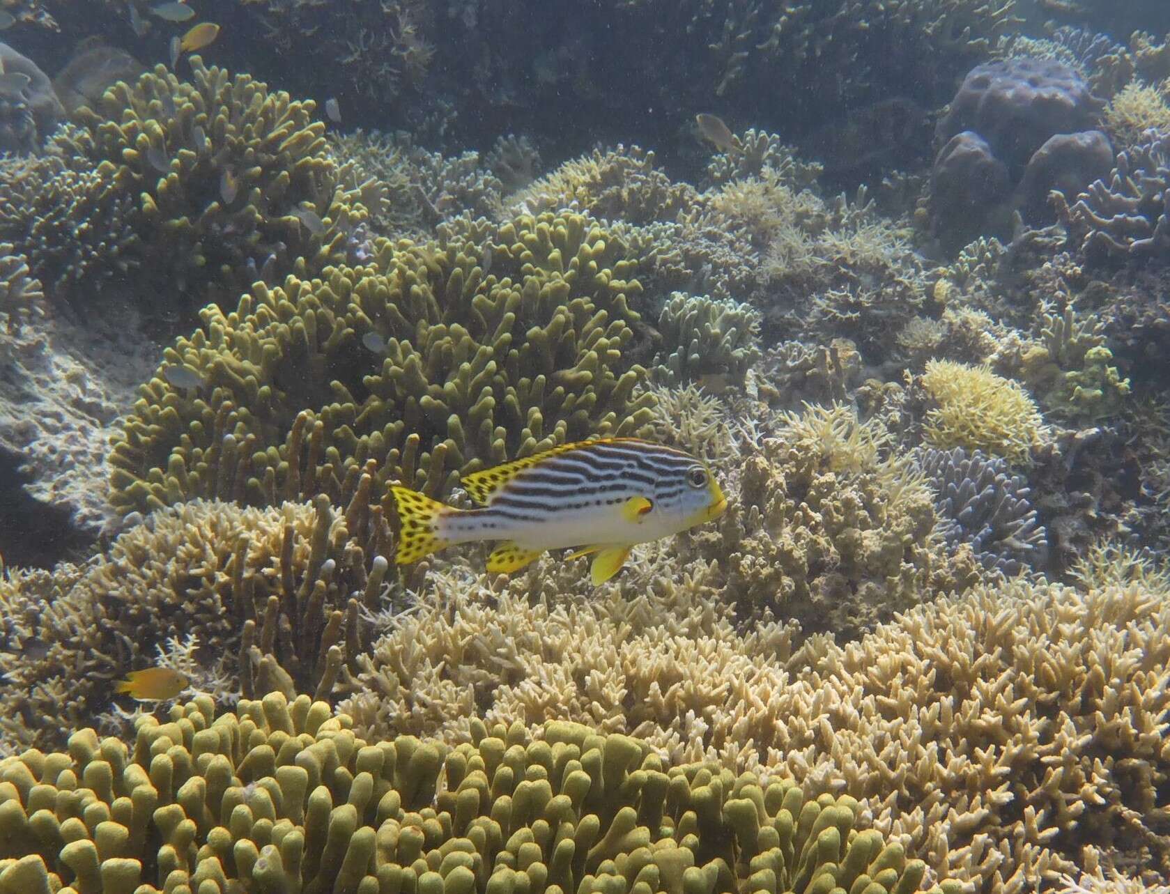 Image of Diagonal banded sweetlips