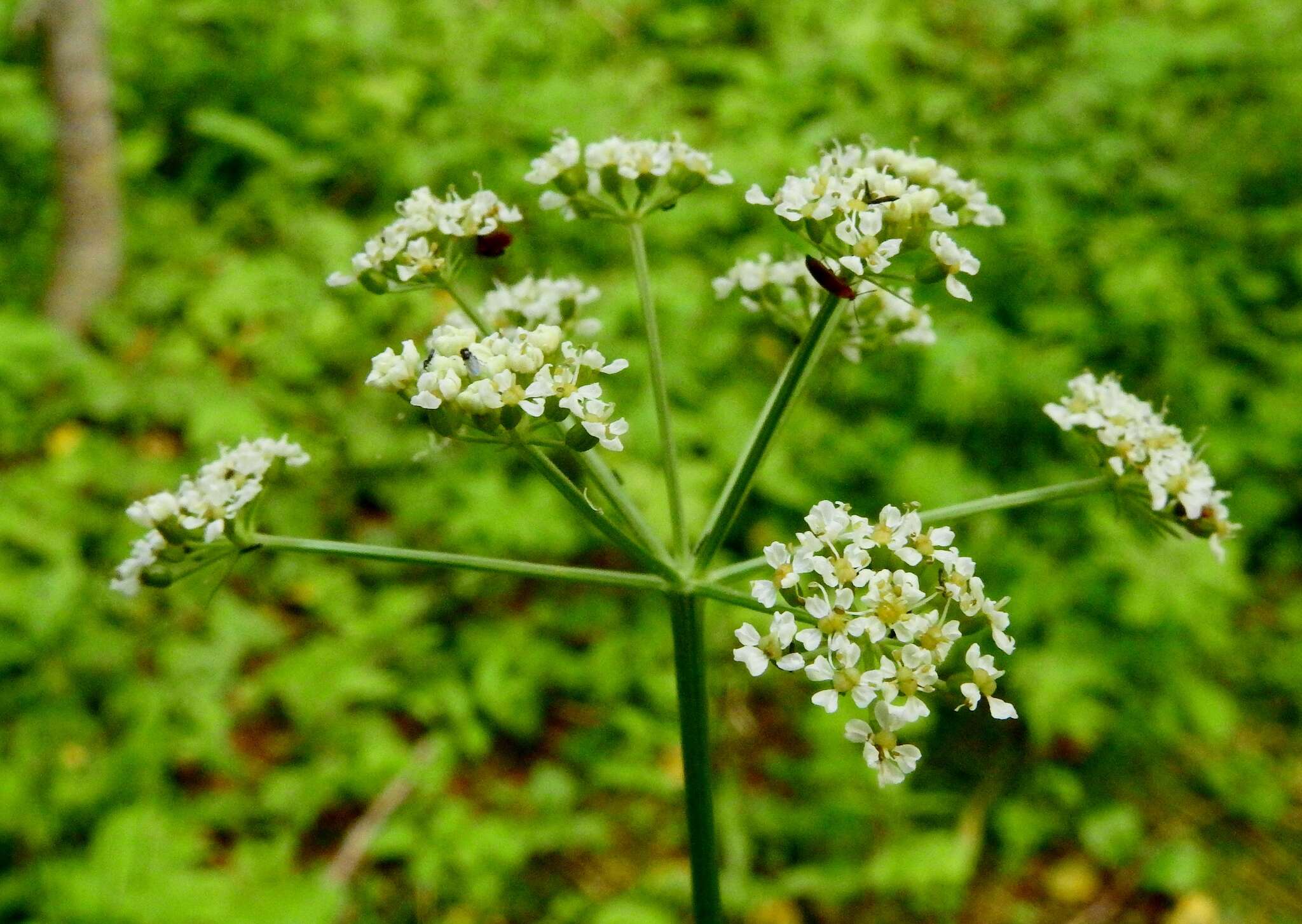 Imagem de Conioselinum scopulorum (A. Gray) Coult. & Rose