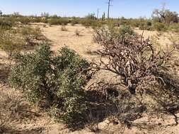 Image of Pencil Cholla