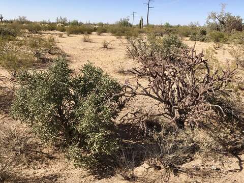 Image of Pencil Cholla