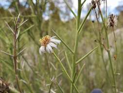 Image of Chloracantha spinosissima (Brandegee) Nesom