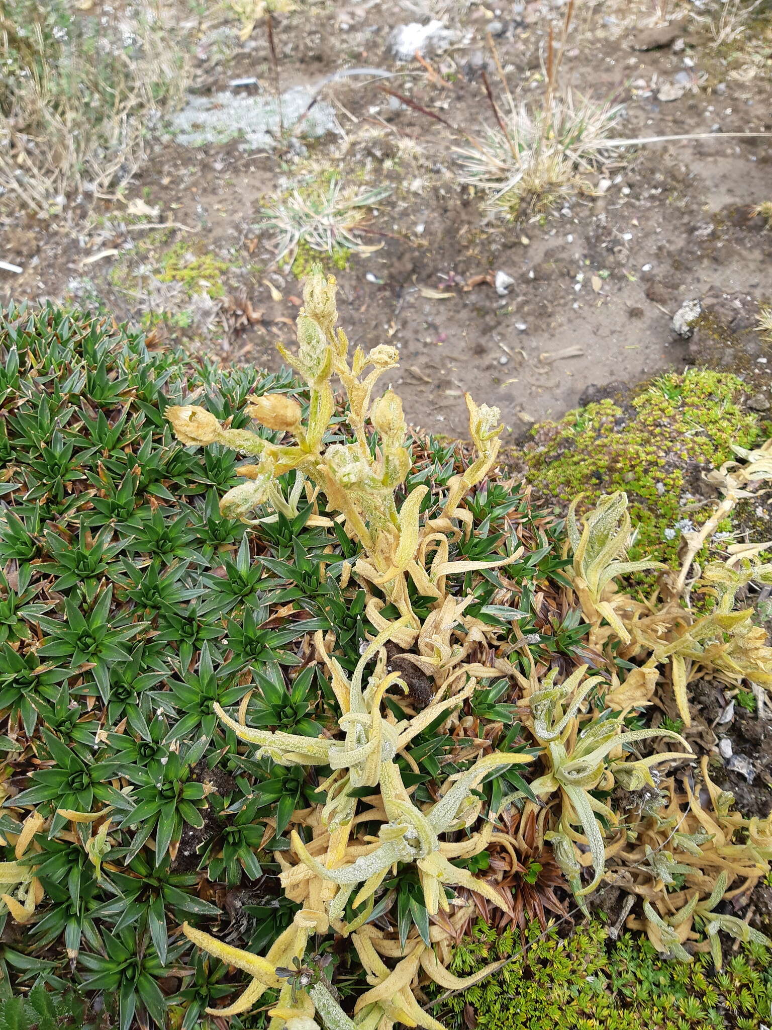 Image of Cerastium mollissimum Poir.