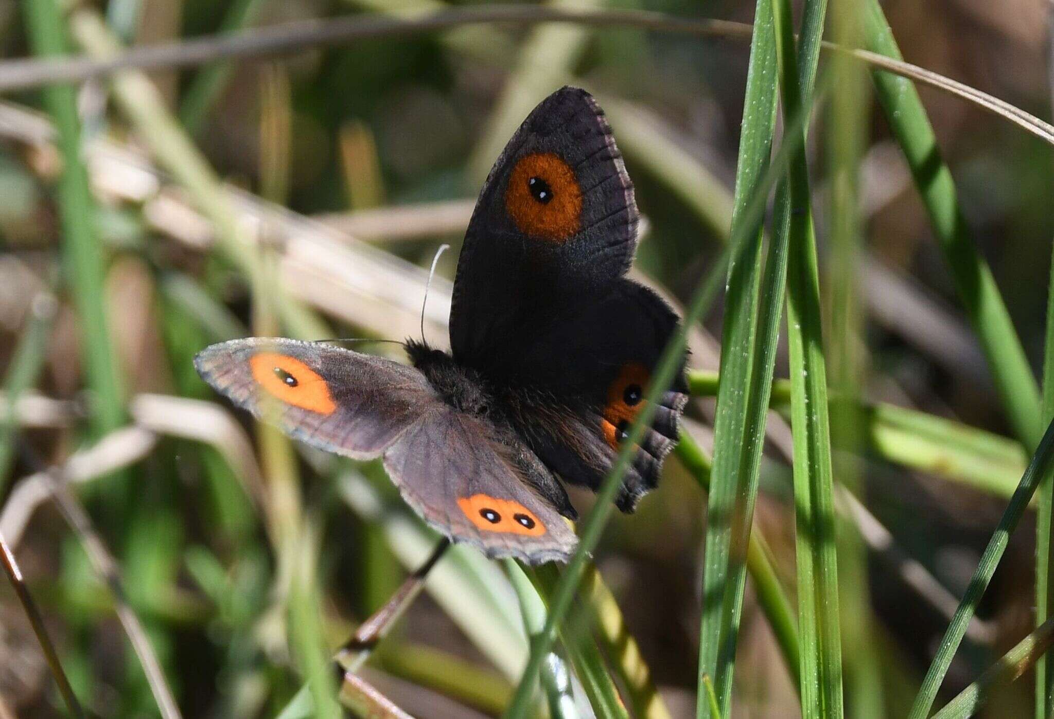 Image of Strabena tamatavae