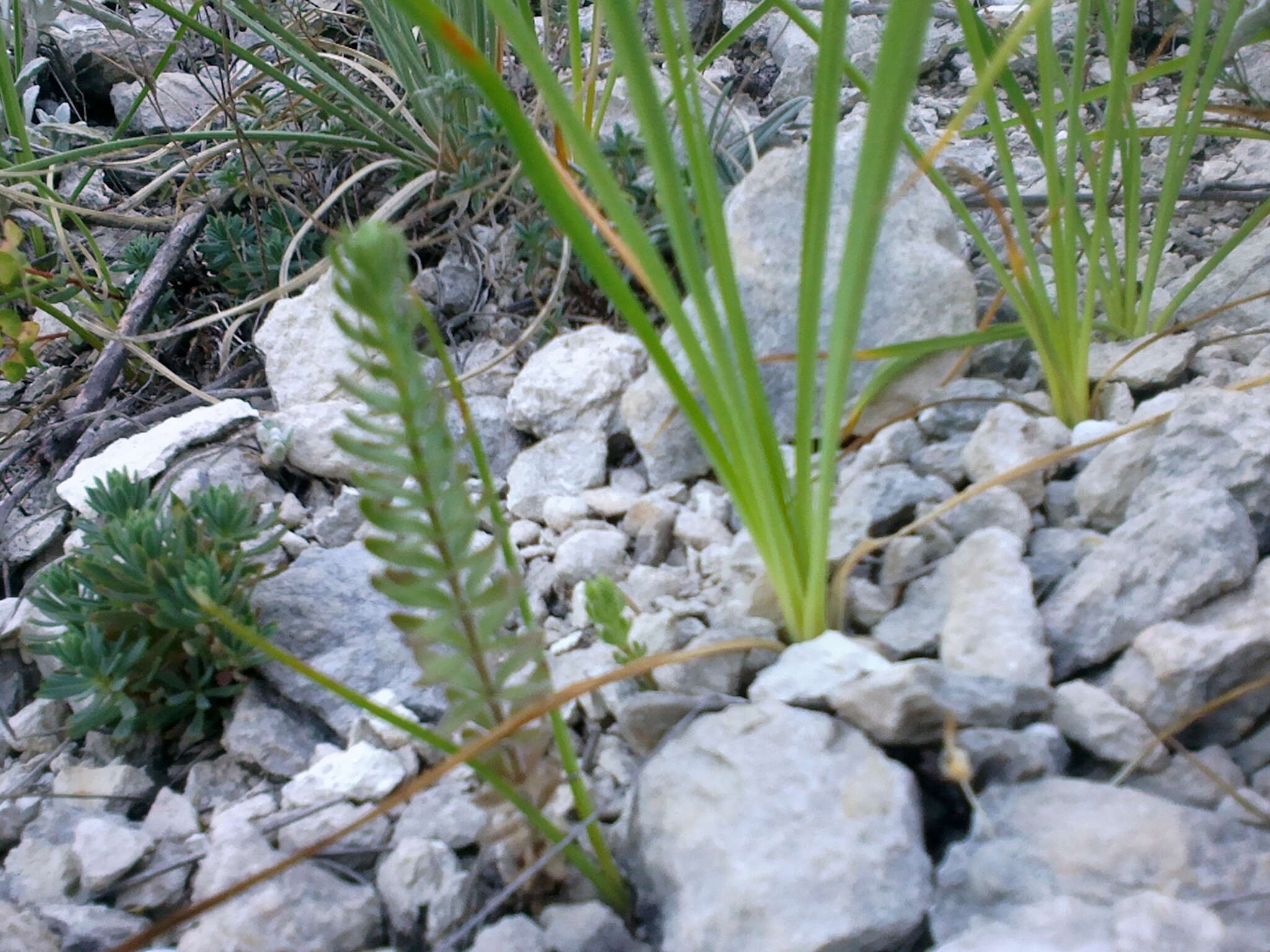 Image of Cruciata taurica (Pall. ex Willd.) Ehrend.