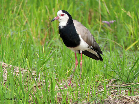 Image of Vanellus crassirostris crassirostris (Hartlaub 1855)