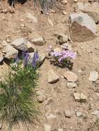 Image of showy phlox