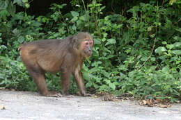 Слика од Macaca arctoides (I. Geoffroy Saint-Hilaire 1831)