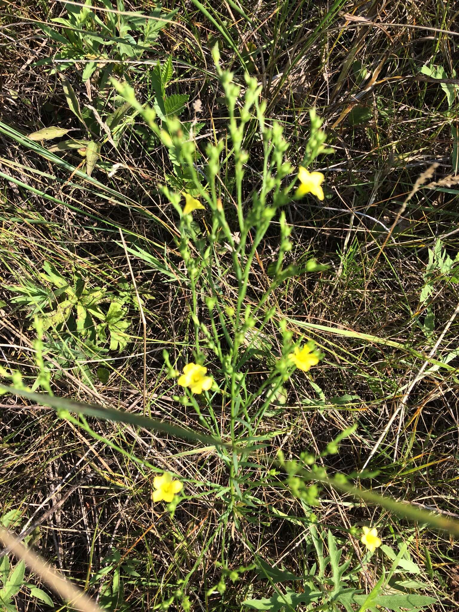 Слика од Linum sulcatum Riddell