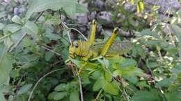 Image of Tropidacris cristata (Linnaeus 1758)