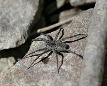Image of Stone Spider
