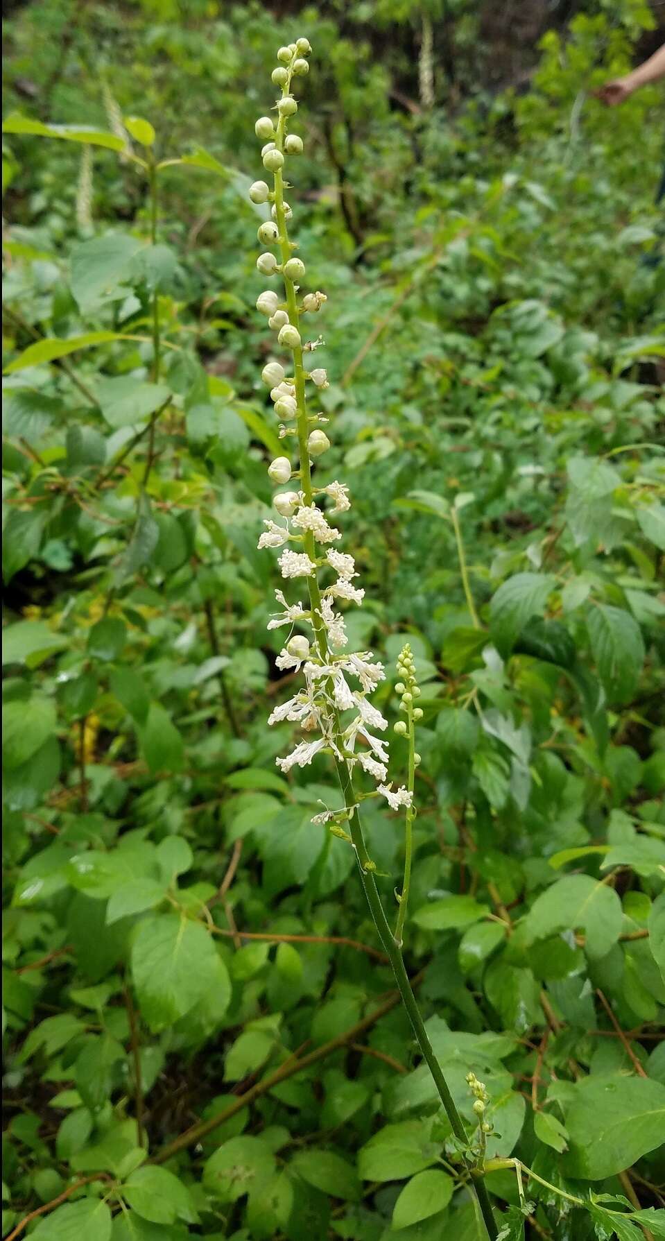 Image of Arizona bugbane