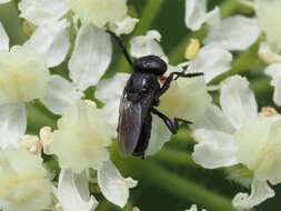 Image of Litophasia hyalipennis (Fallen 1815)