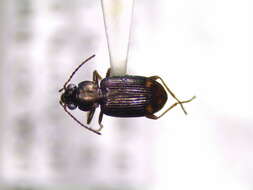 Image of Bembidion (Notaphus) rapidum (Le Conte 1847)