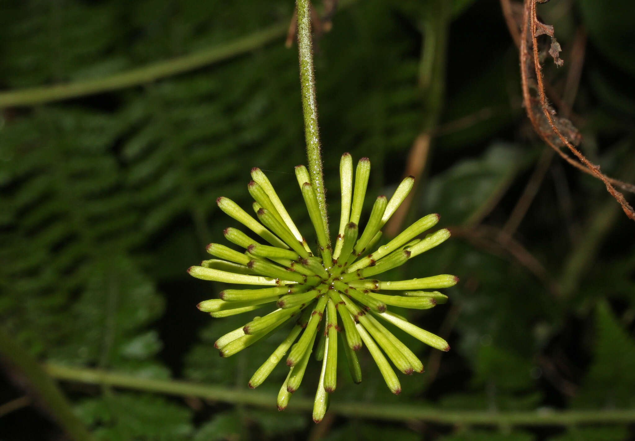 Image of Cojoba sophorocarpa (Benth. & Hook. fil.) Britton & Rose