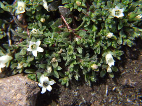 Image of Wahlenbergia peruviana A. Gray