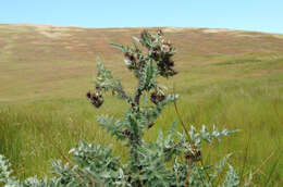 Plancia ëd Cirsium fontinale var. campylon (H. Sharsm.) Pilz ex D. J. Keil & C. E. Turner