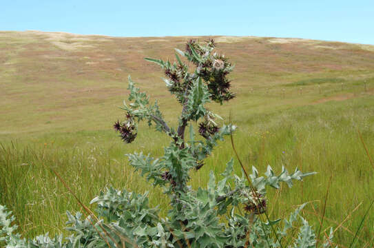 Image of Mt. Hamilton thistle