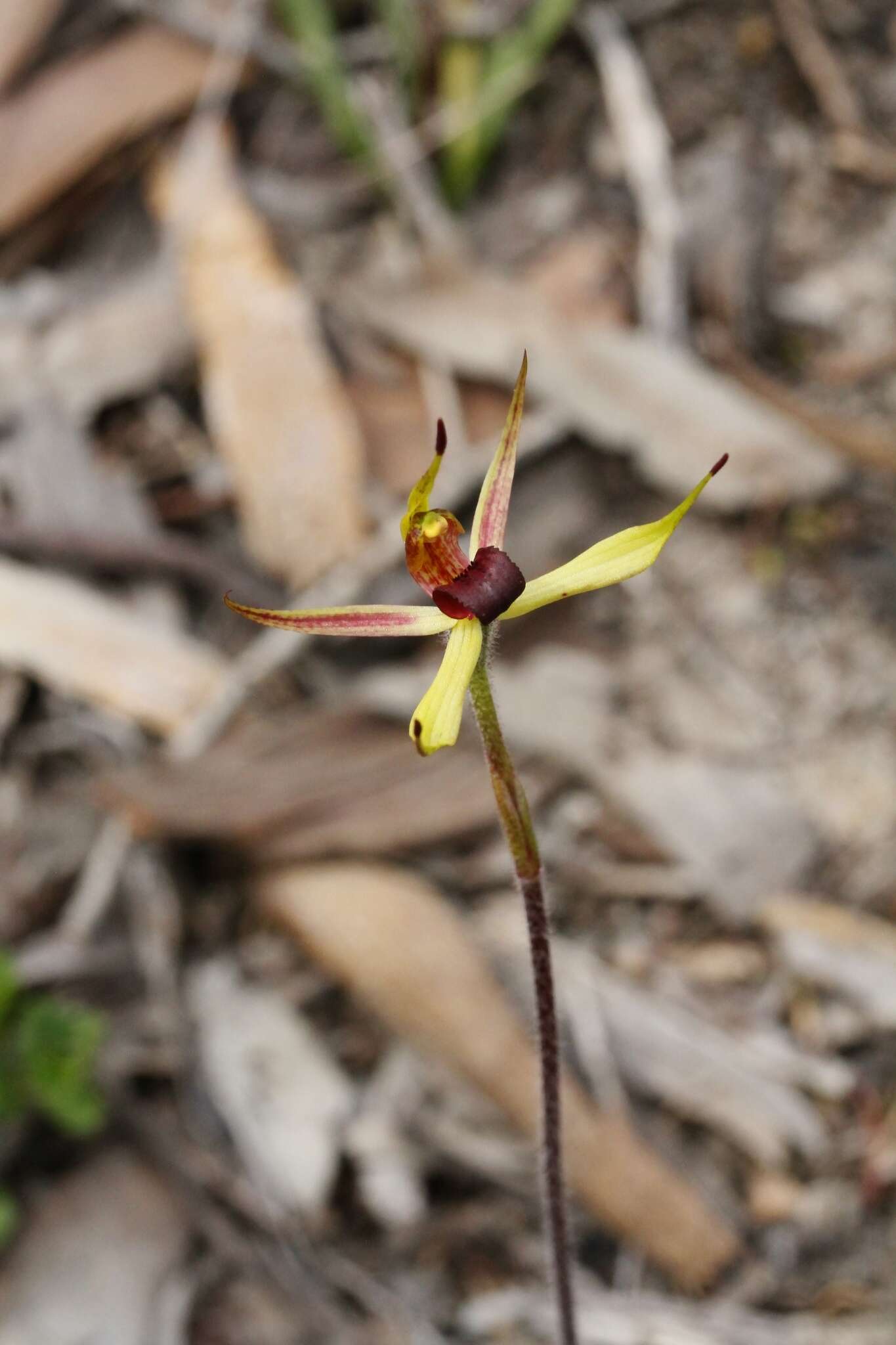 Image of Caladenia leptochila Fitzg.