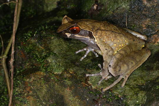 Image de Megophrys major Boulenger 1908