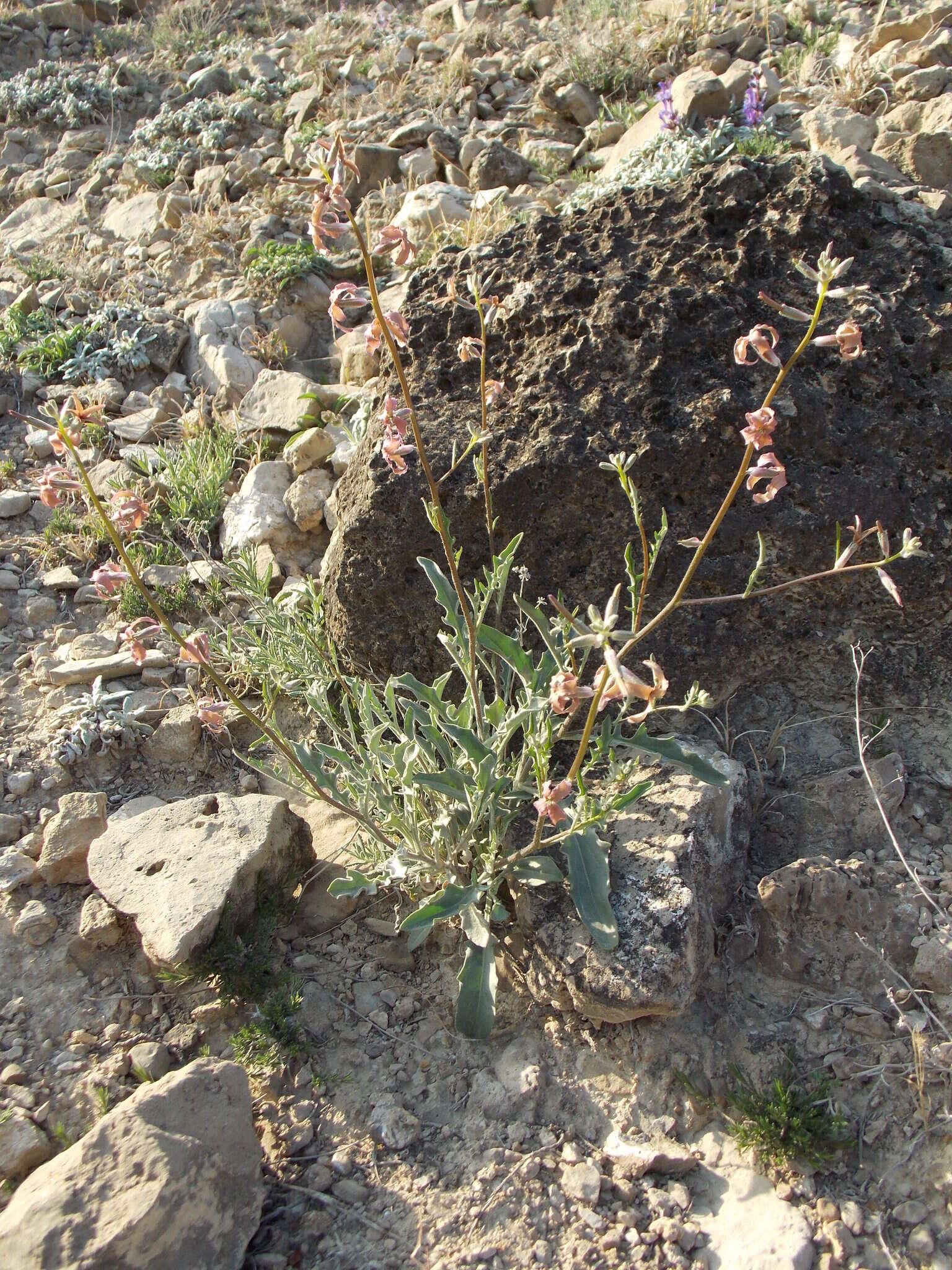 Image of Matthiola daghestanica (Conti) N. Busch