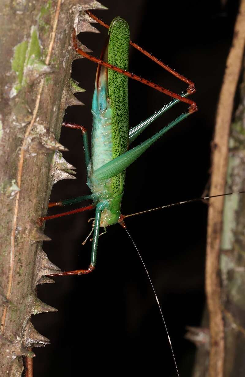 Plancia ëd Jimenezia elegans Bolívar & I. 1881