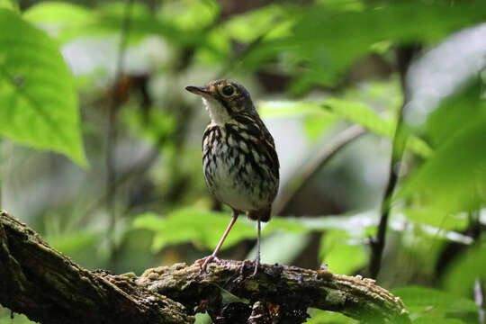 Image of Spectacled Antpitta