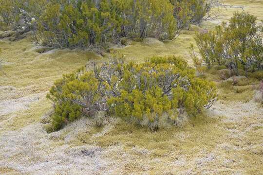 Image of Bog Pine