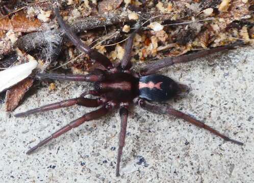 Image of Western Parson Spider