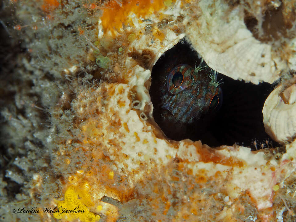 Image of Oyster blenny