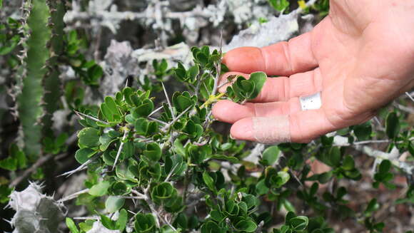 Image of Dovyalis rotundifolia (Thunb.) Harv.