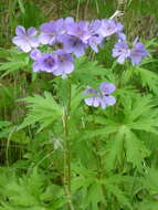 Imagem de Geranium erianthum DC.