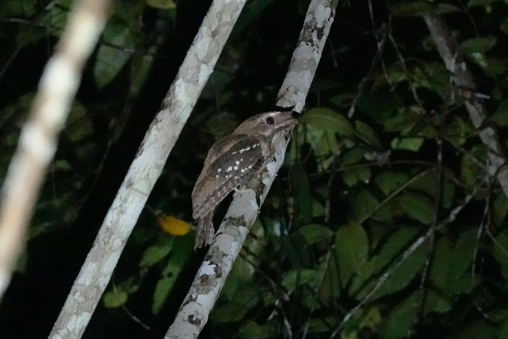 Image of Marbled Frogmouth