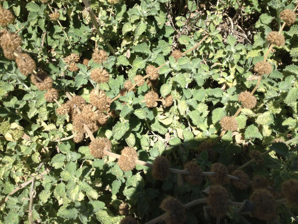 Image of horehound