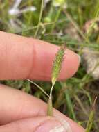 Image of Pacific foxtail