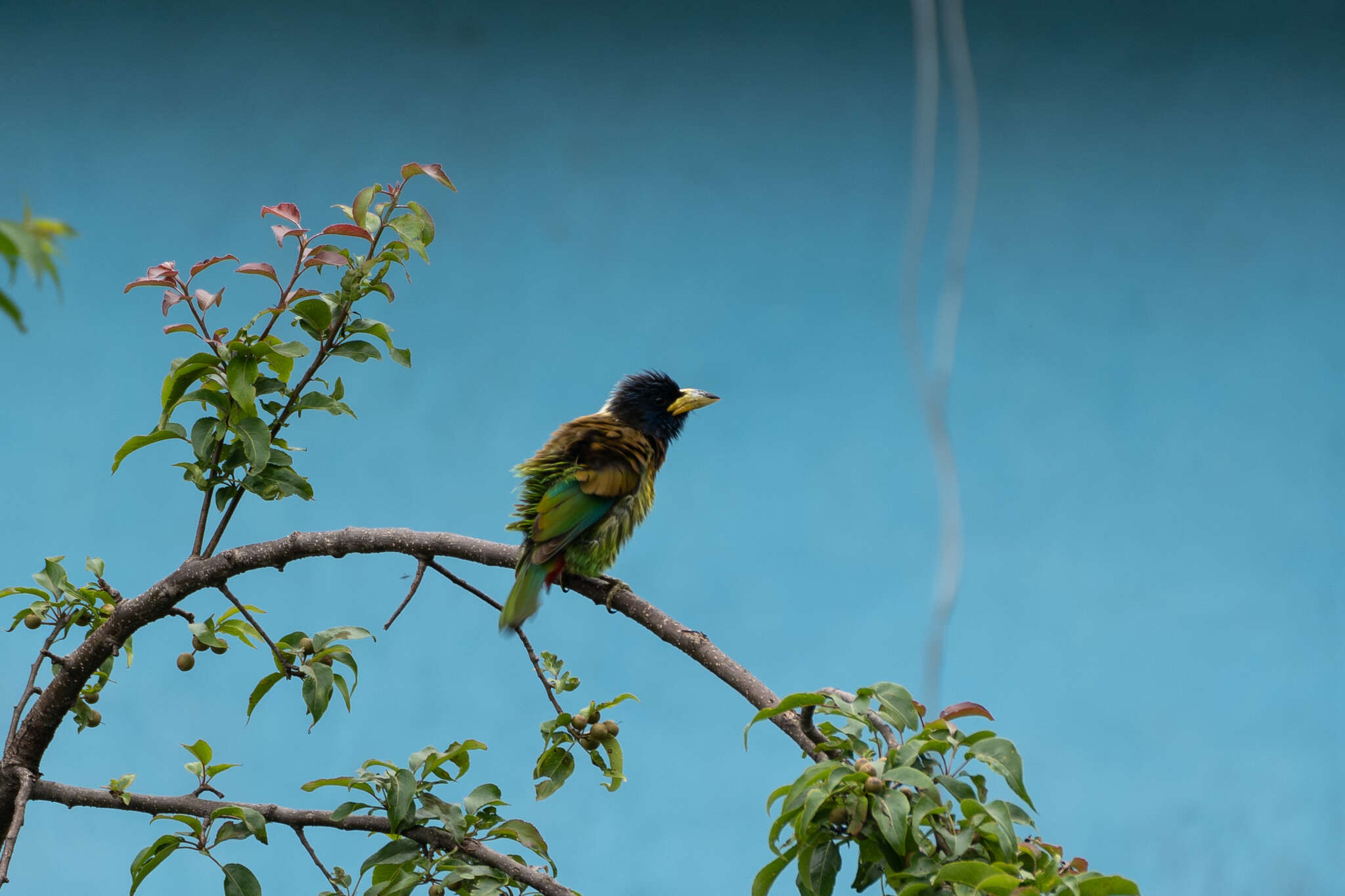 Image of Great Barbet