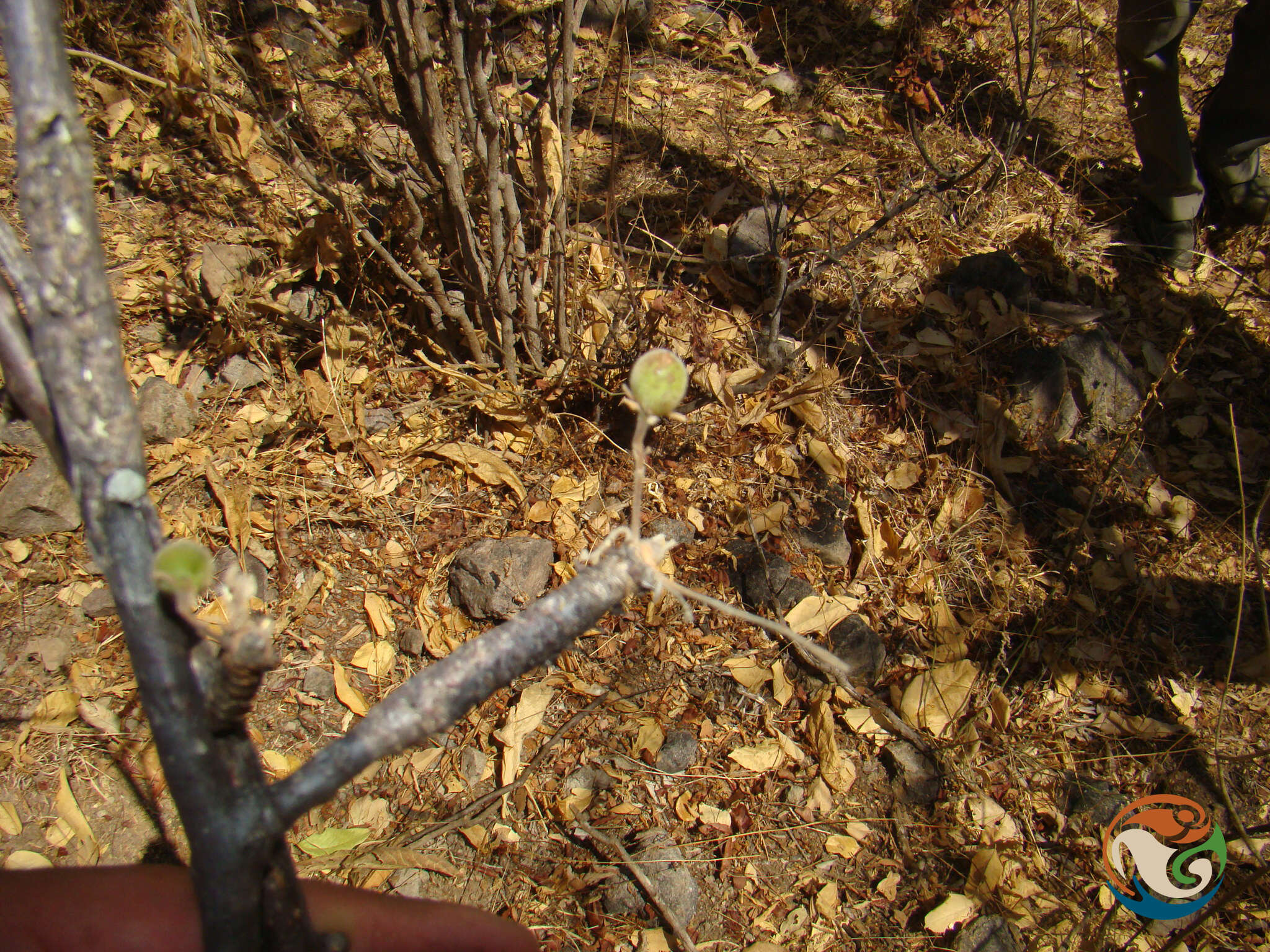 Image of Bursera submoniliformis Engl.