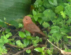 Imagem de Troglodytes aedon intermedius Cabanis 1861